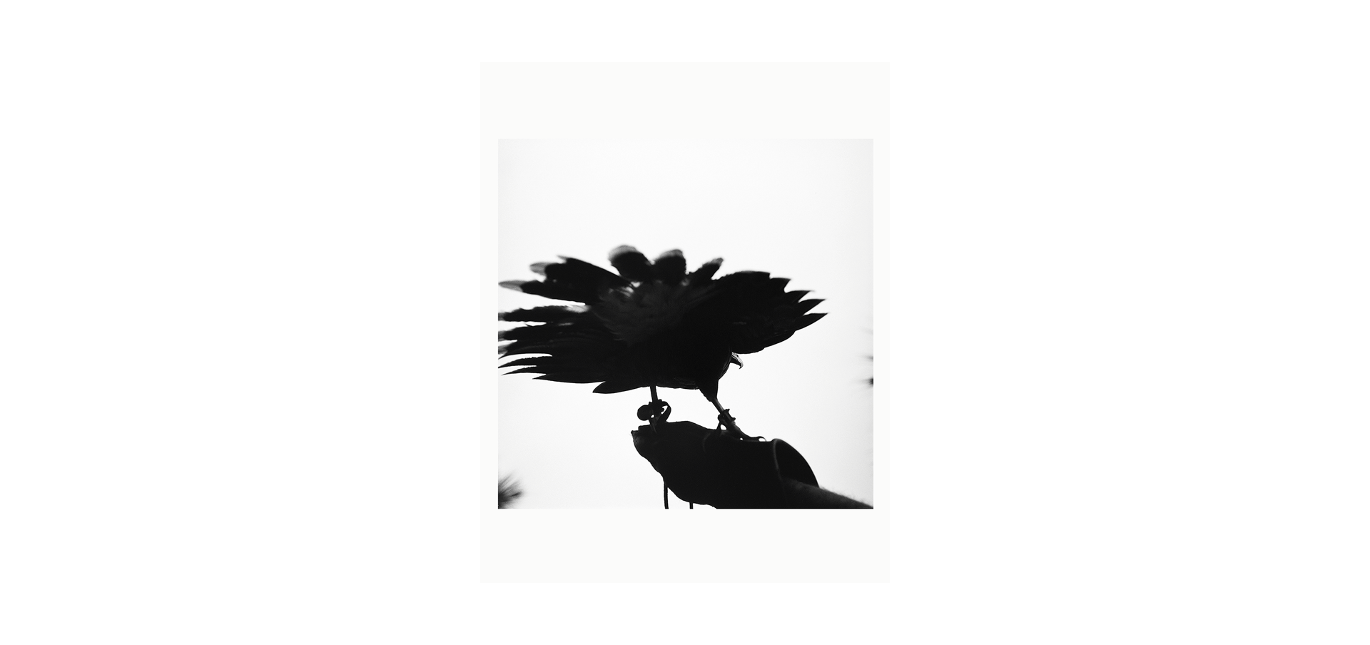 Des oiseaux - Graciela Iturbide - Édition Limitée