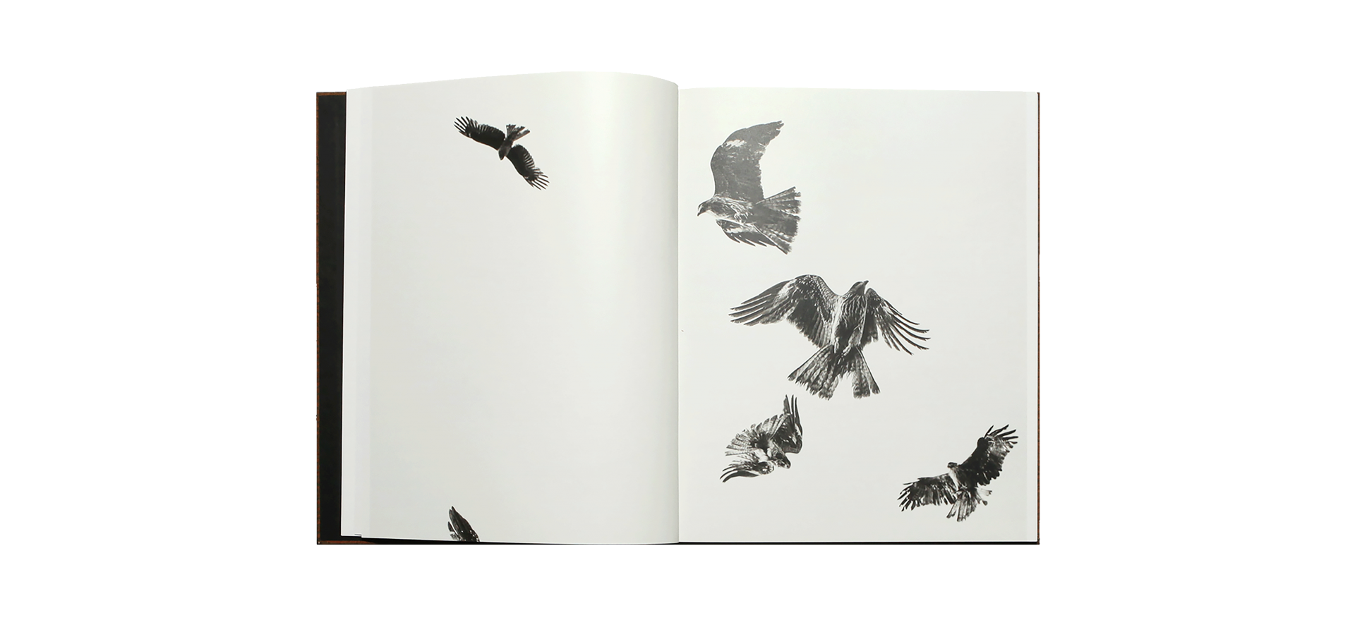 Des oiseaux - Paolo Pellegrin