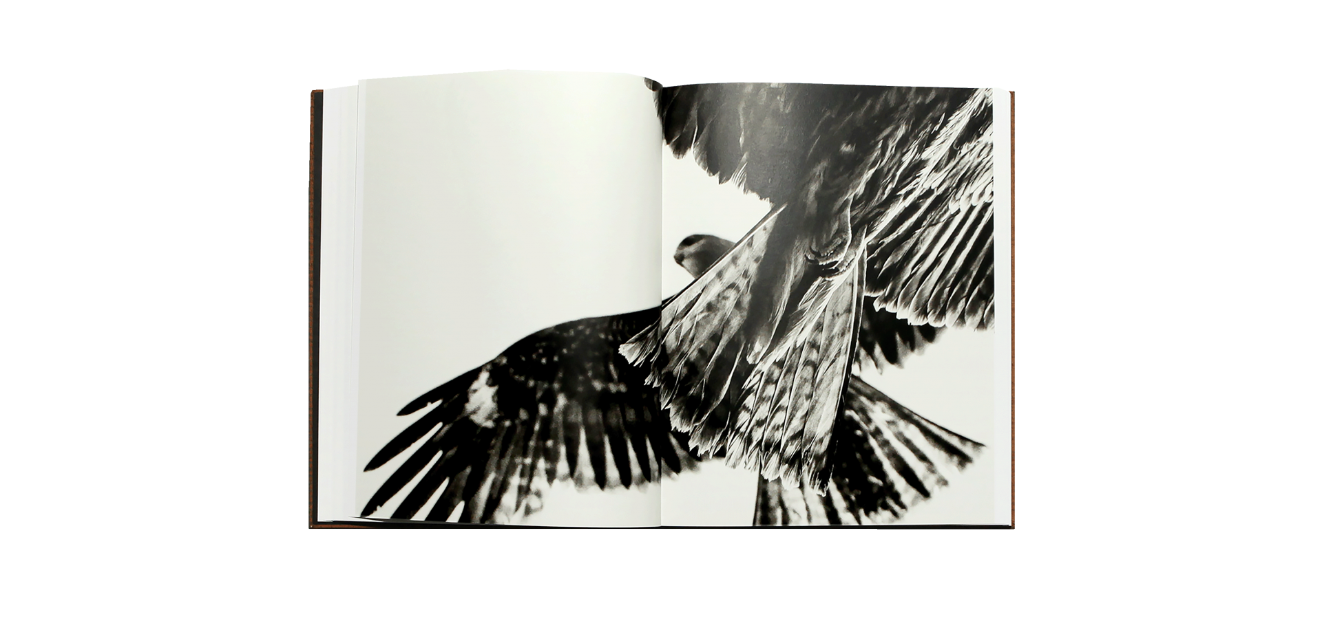 Des oiseaux - Paolo Pellegrin