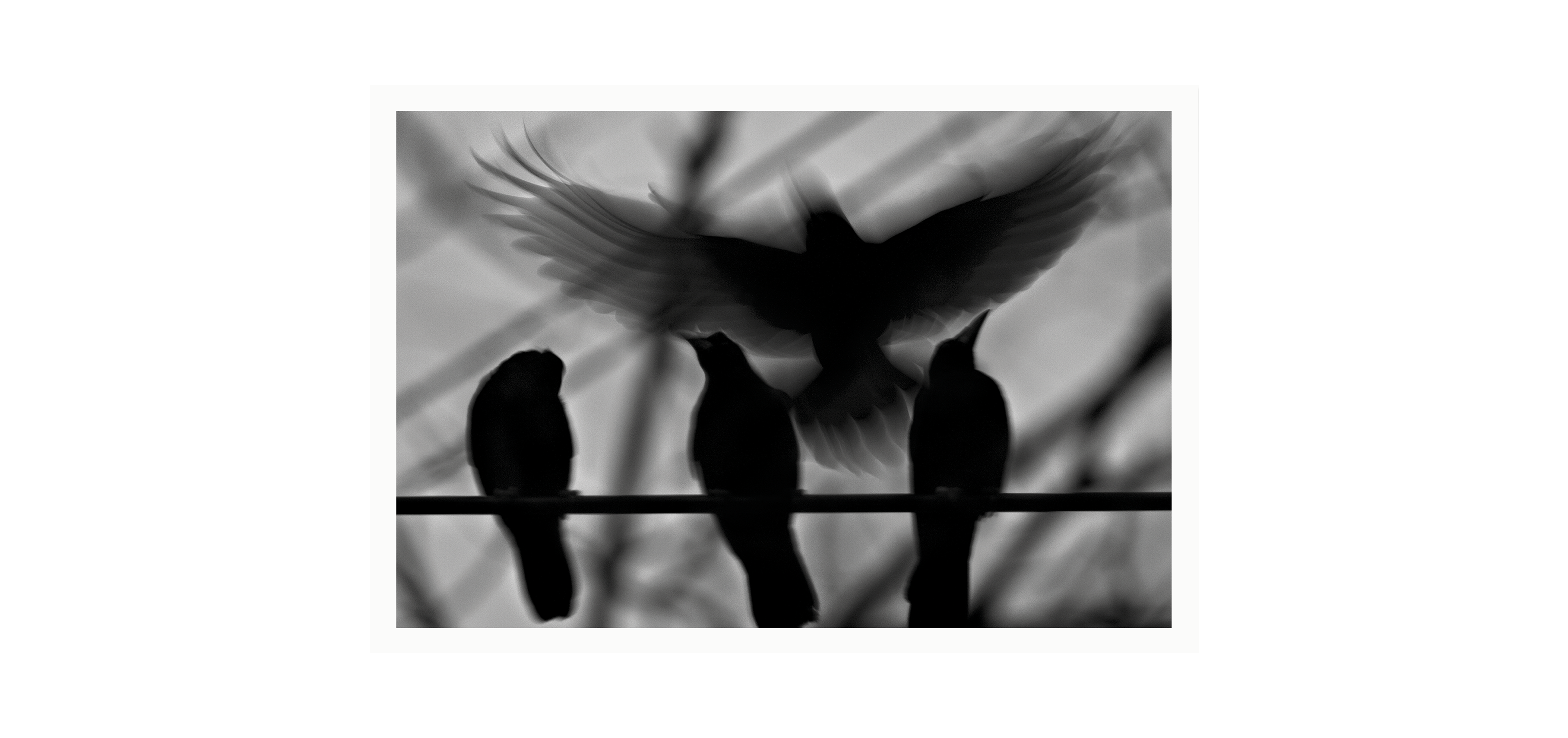 Des oiseaux - Roger Ballen - Limited edition