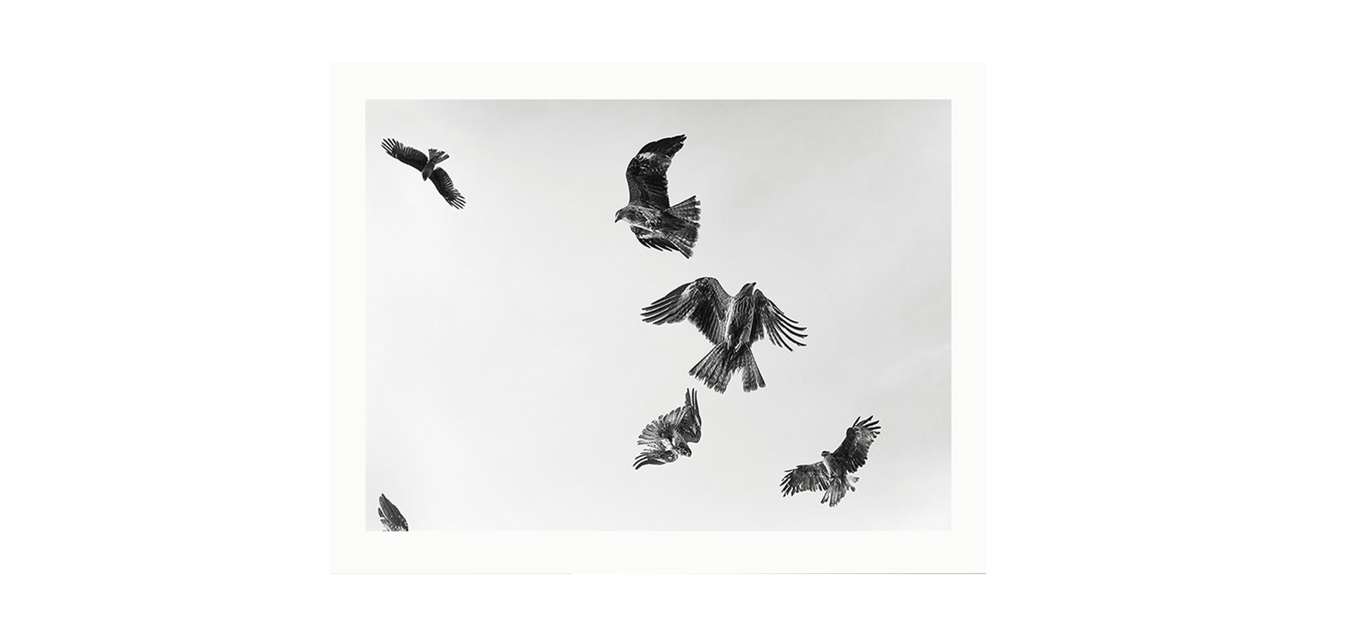 Des oiseaux - Paolo Pellegrin - Édition limitée 