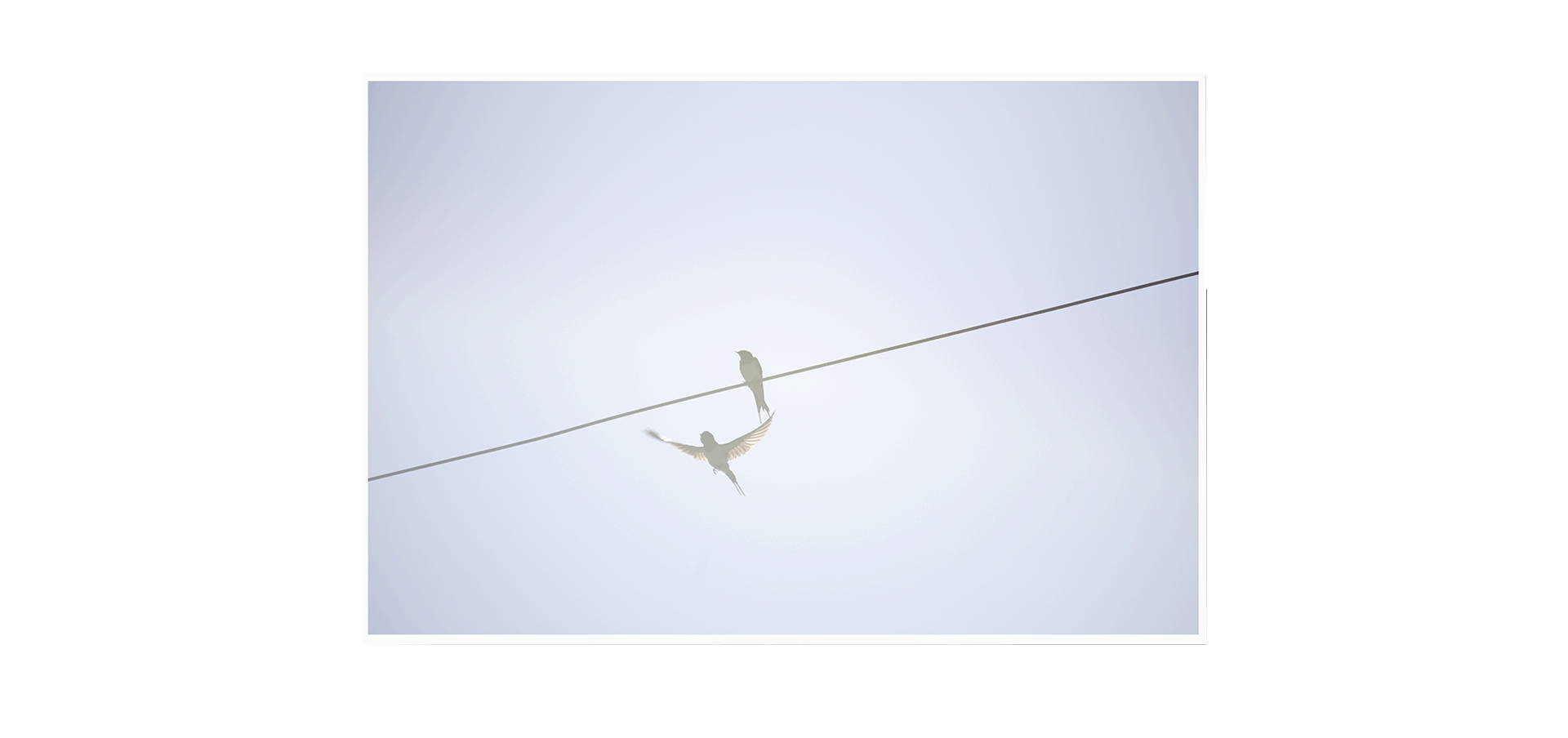 Des oiseaux - Rinko Kawauchi - édition limitée
