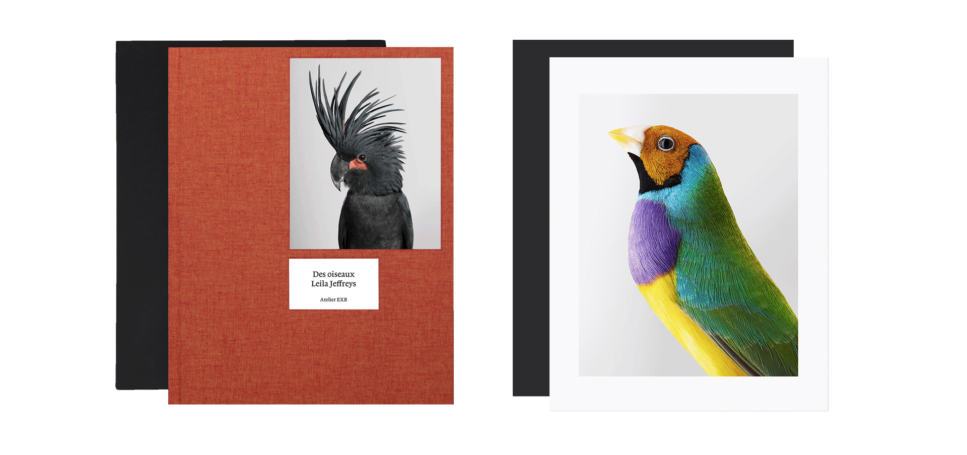 Des oiseaux - Limited edition