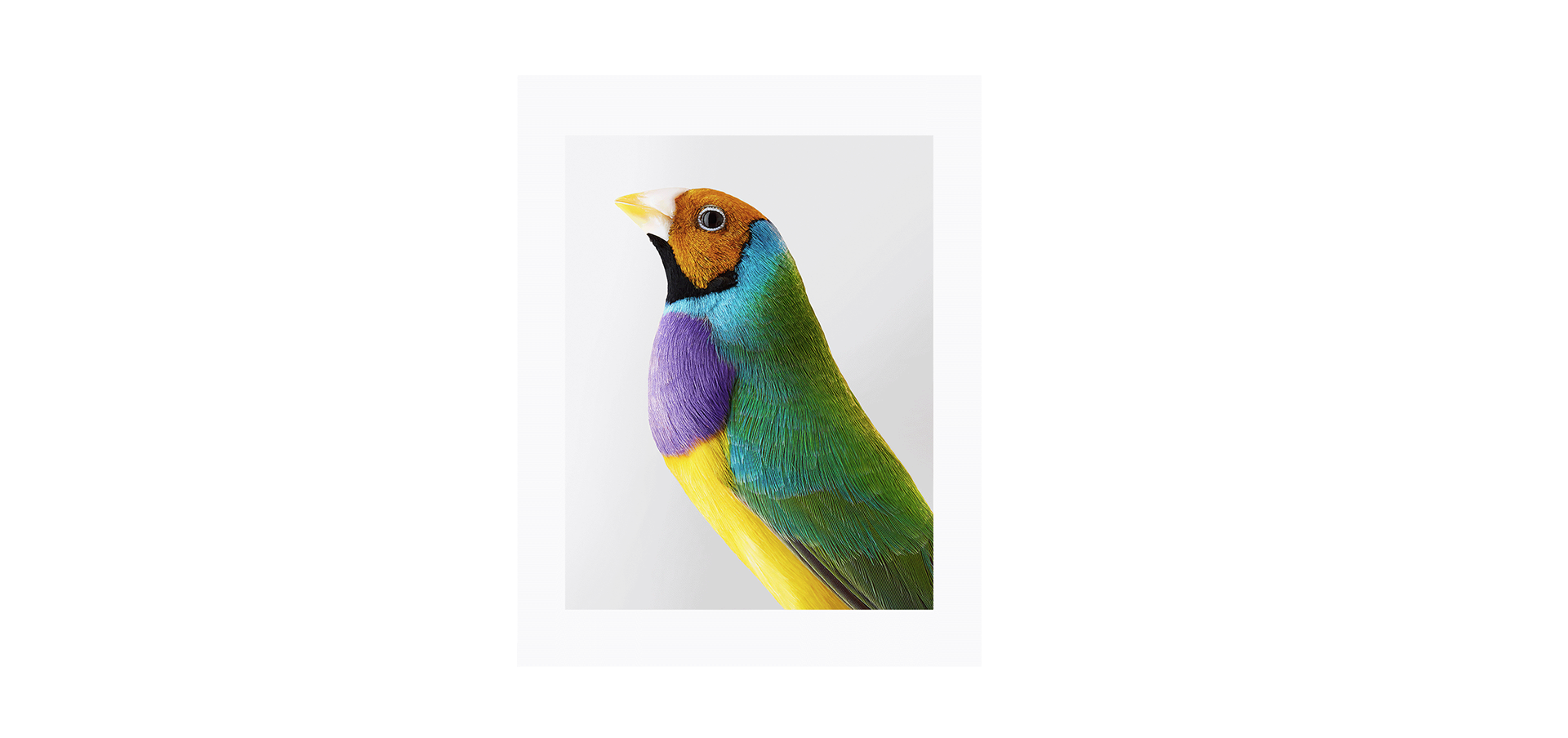 Des oiseaux - Leila Jeffreys - édition limitée