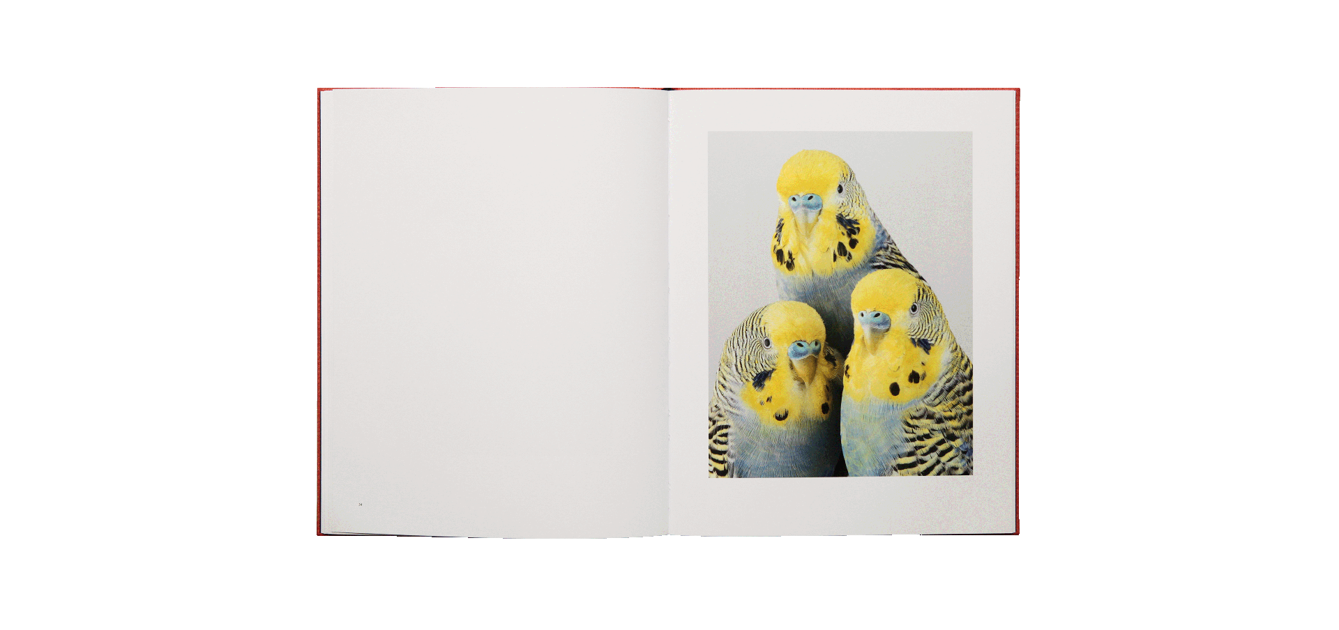 Des oiseaux - Leila Jeffreys - édition limitée