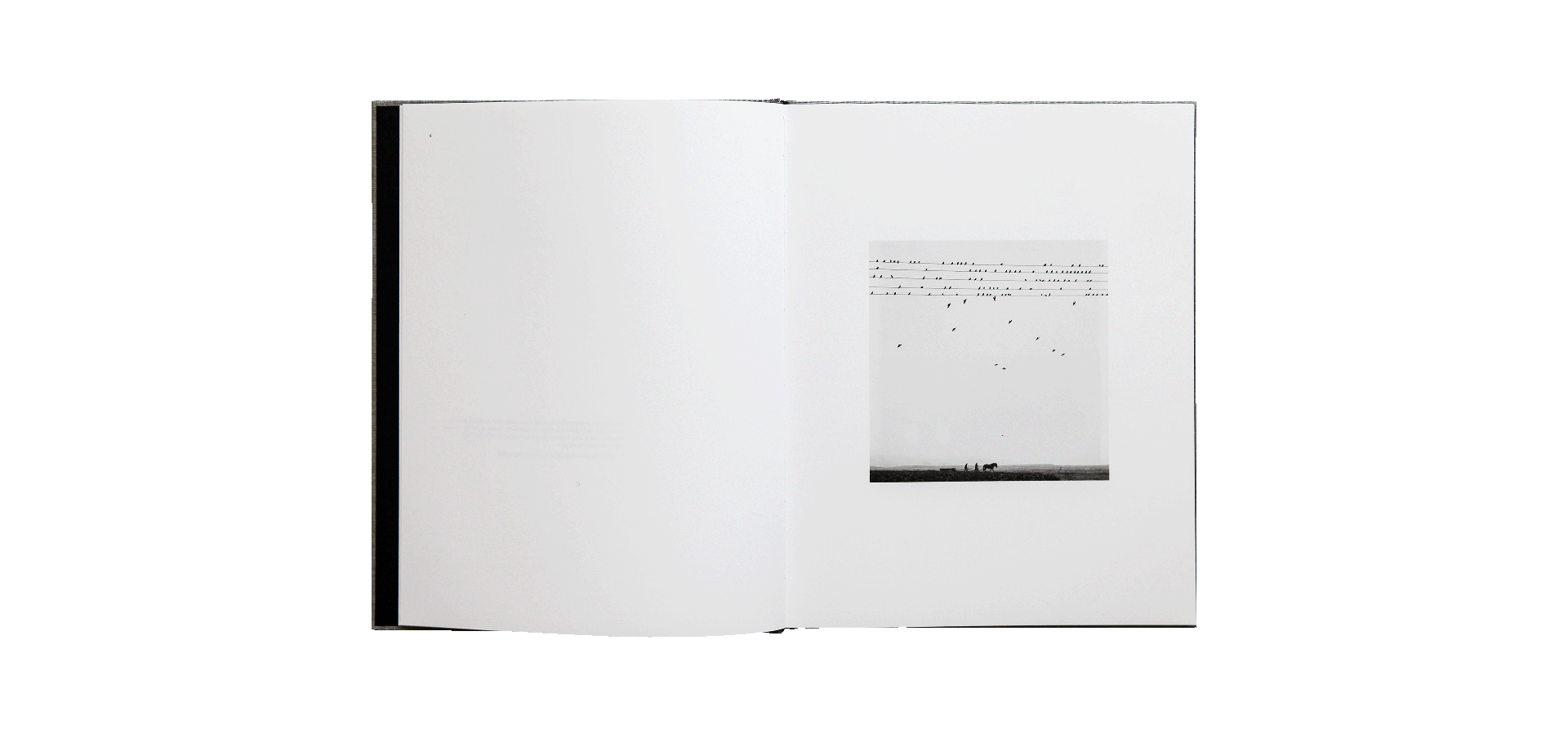 Des oiseaux - Bernard Plossu - limited edition