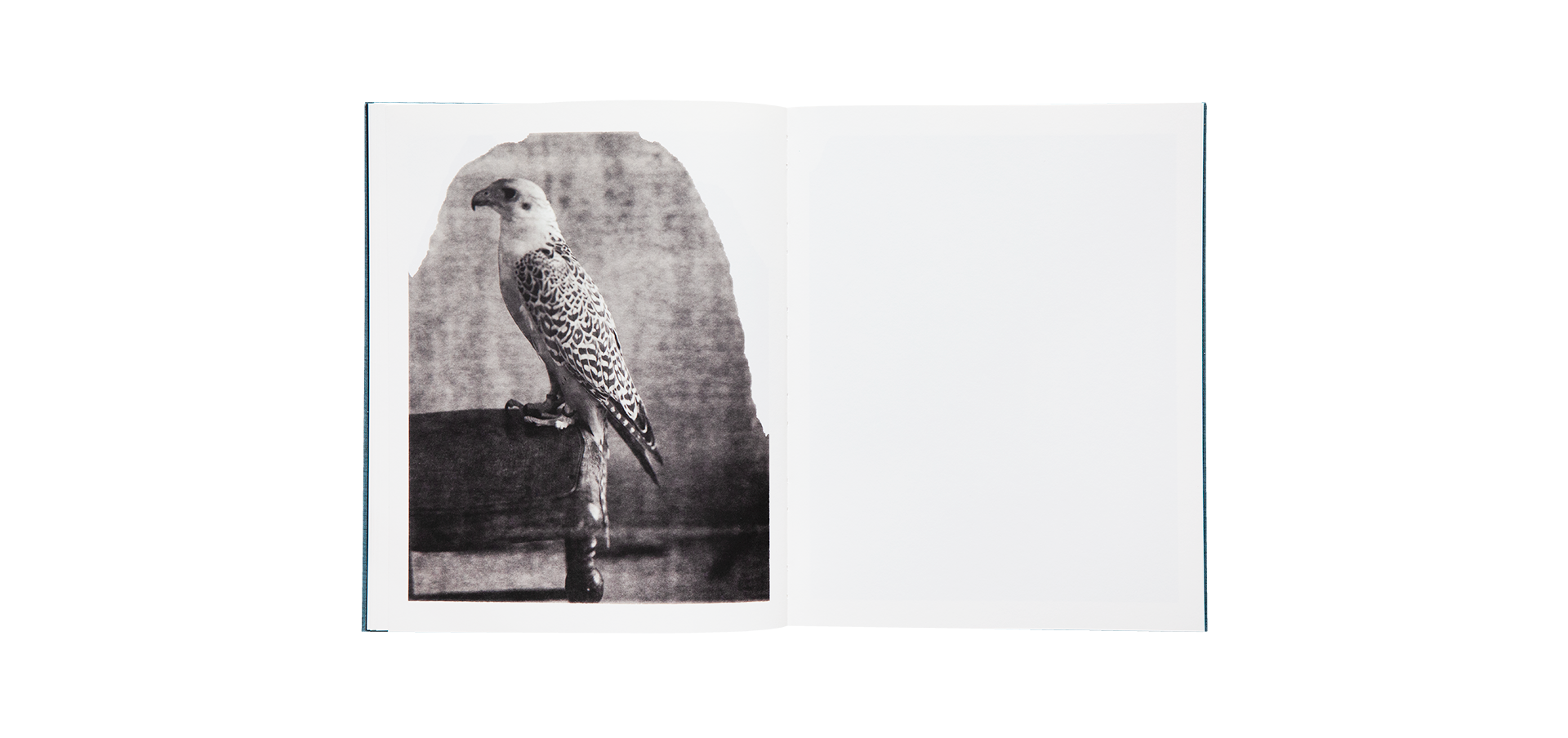 Des oiseaux (On birds) - Paolo Roversi