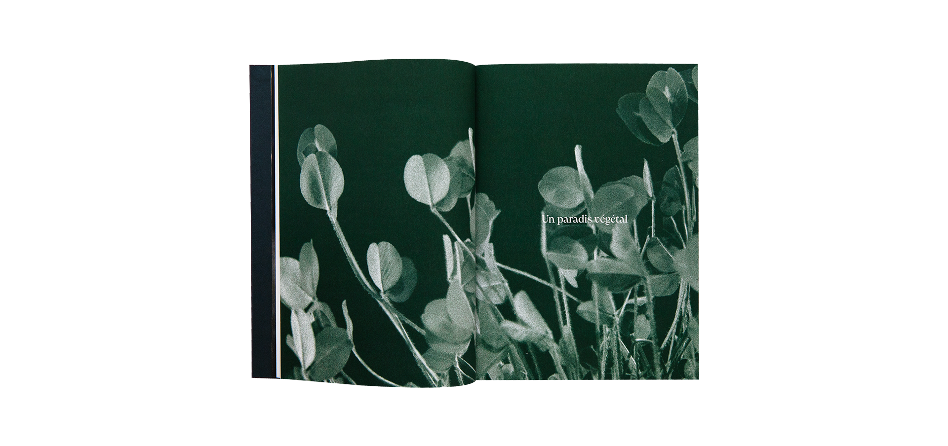 Natures Vivantes, Images & jardins d'Albert Kahn