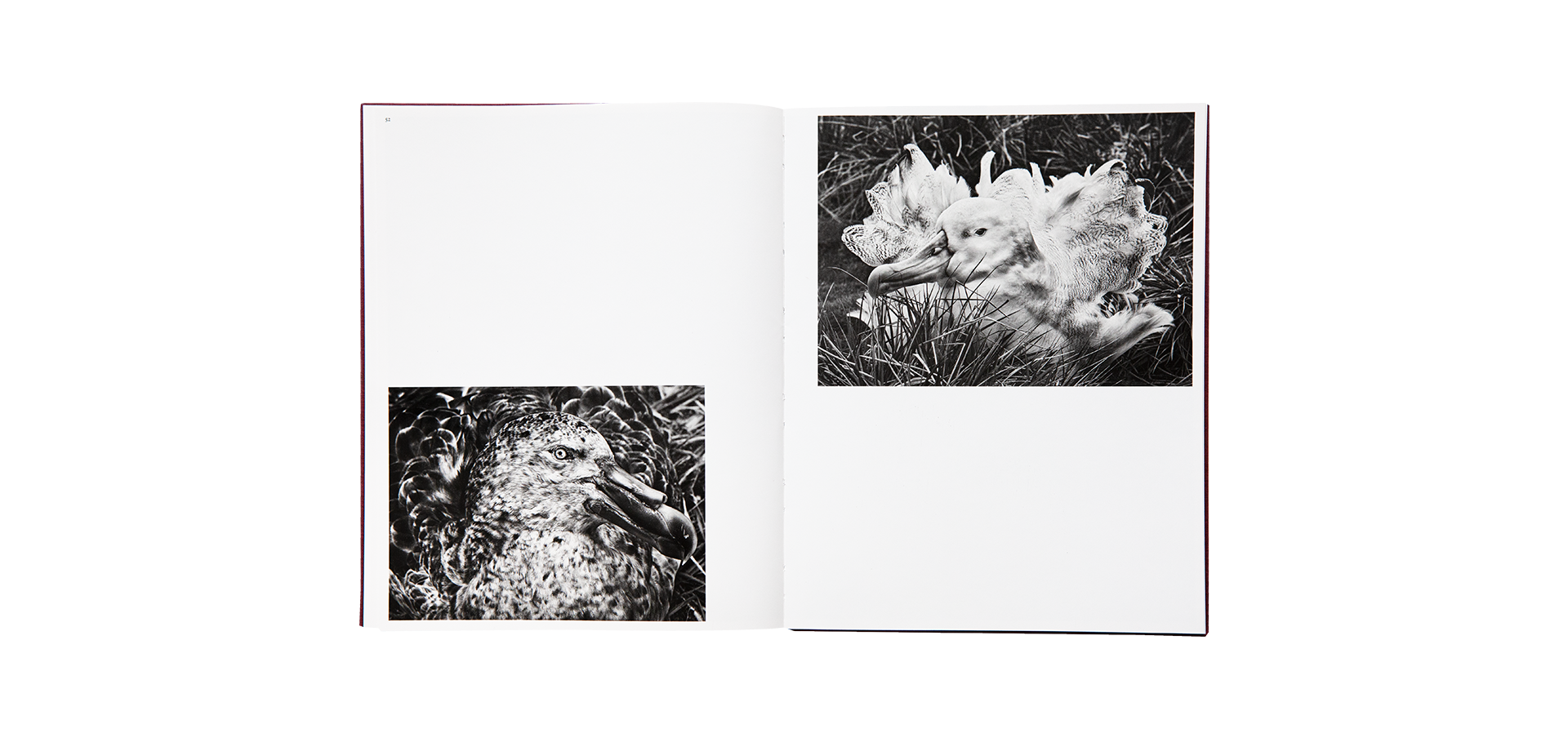 Des oiseaux - Sebastião Salgado - Limited edition