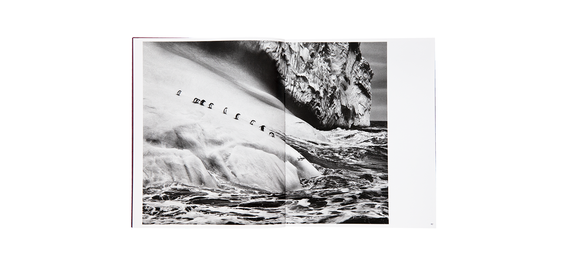 Des oiseaux - Sebastião Salgado - Limited edition