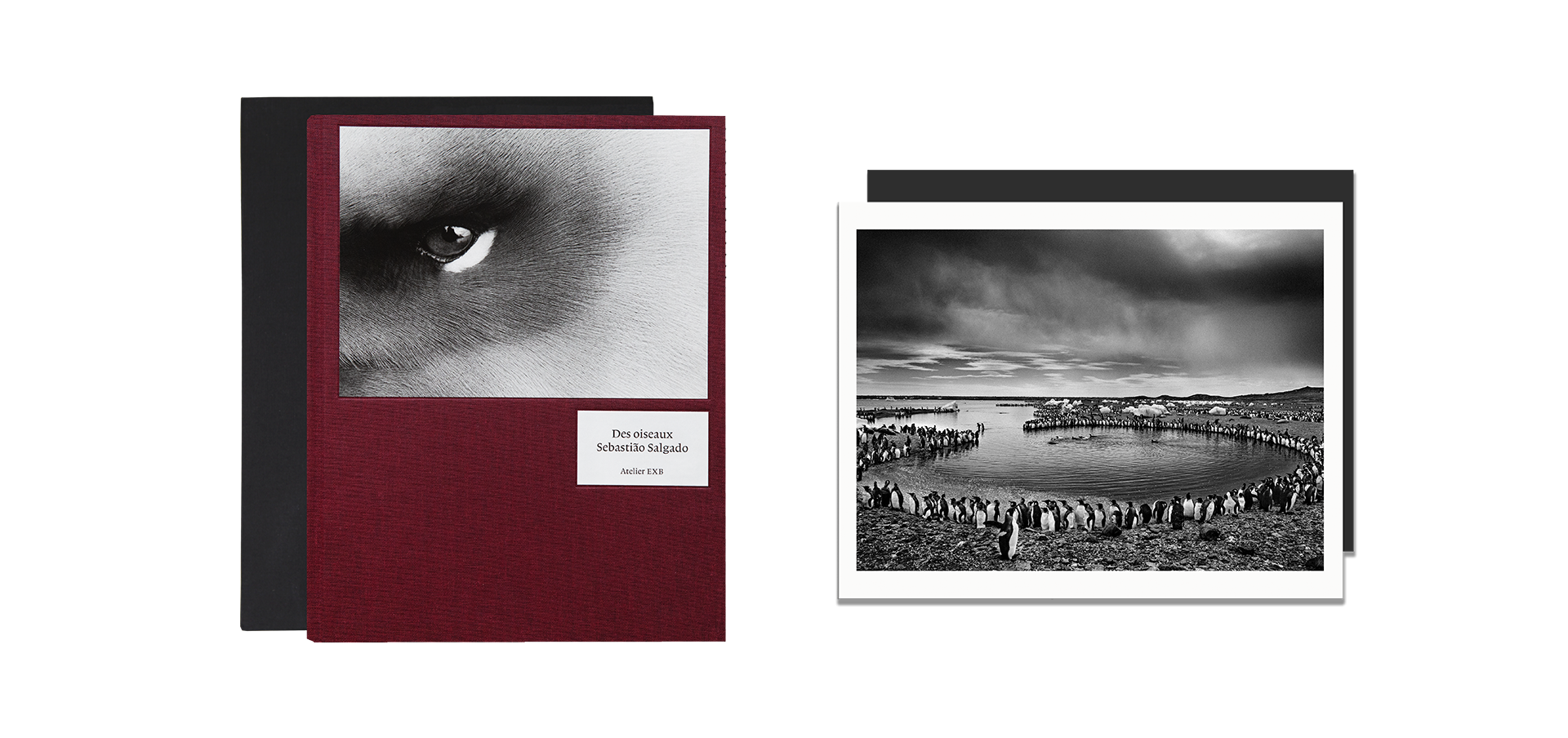 Des oiseaux - Sebastião Salgado - Édition limitée