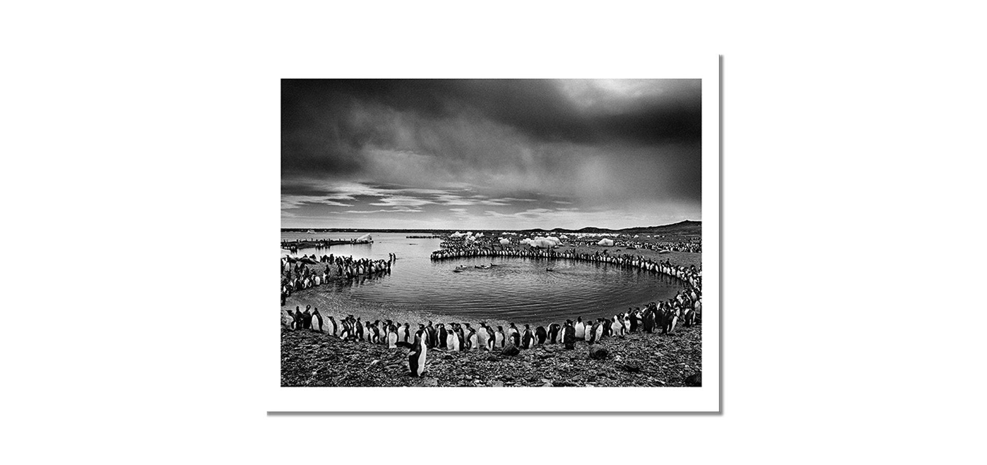 Des oiseaux - Sebastião Salgado - Édition limitée