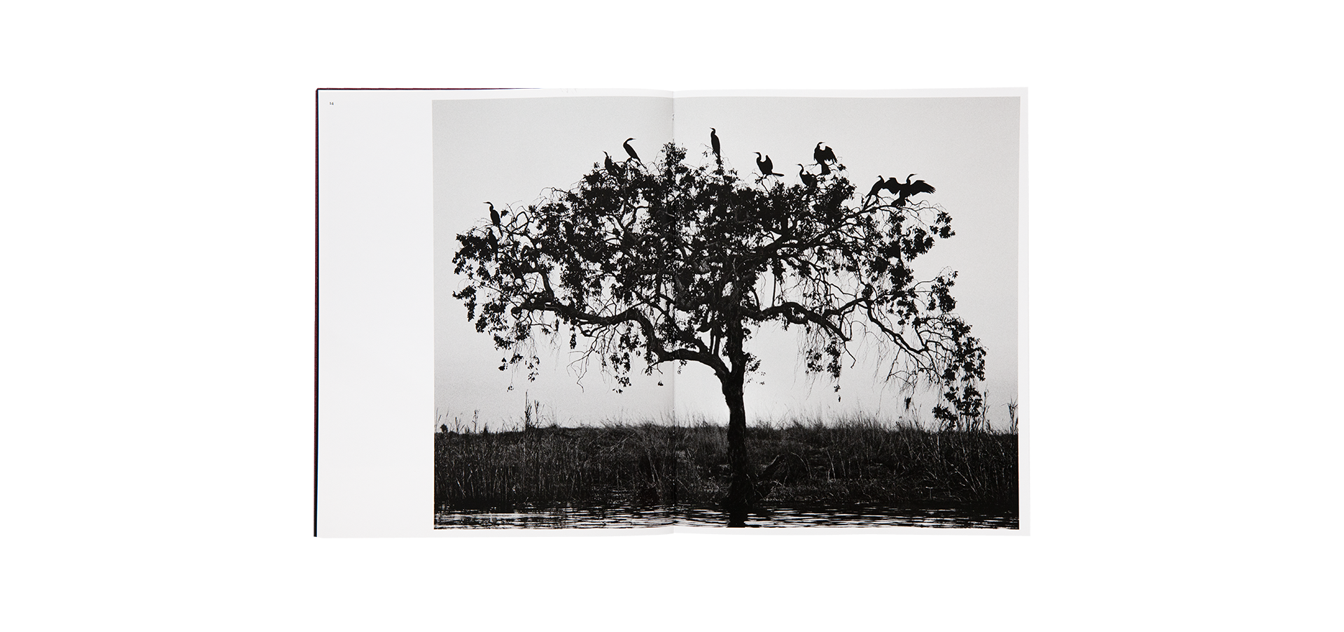 Des oiseaux - Sebastião Salgado