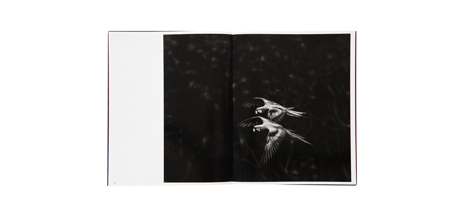 Des oiseaux - Sebastião Salgado