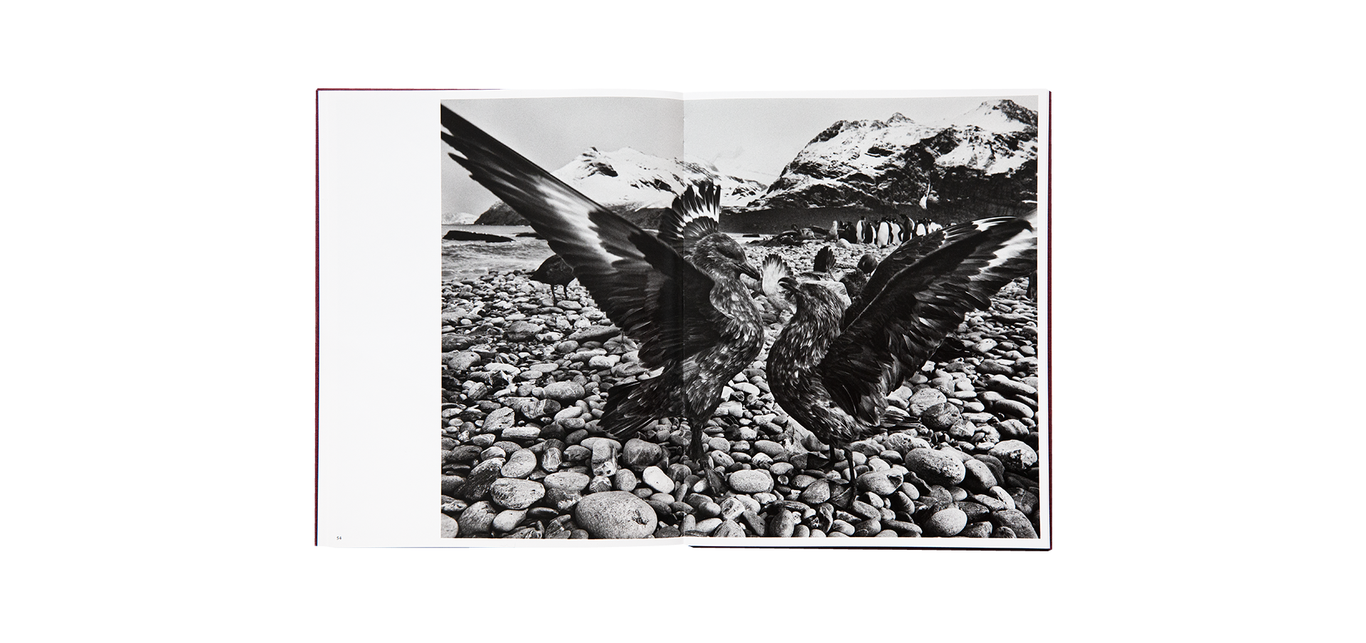 Des oiseaux - Sebastião Salgado