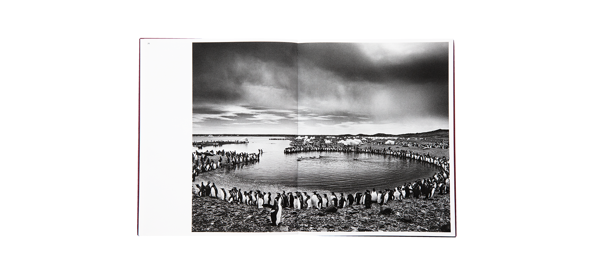 Des oiseaux - Sebastião Salgado