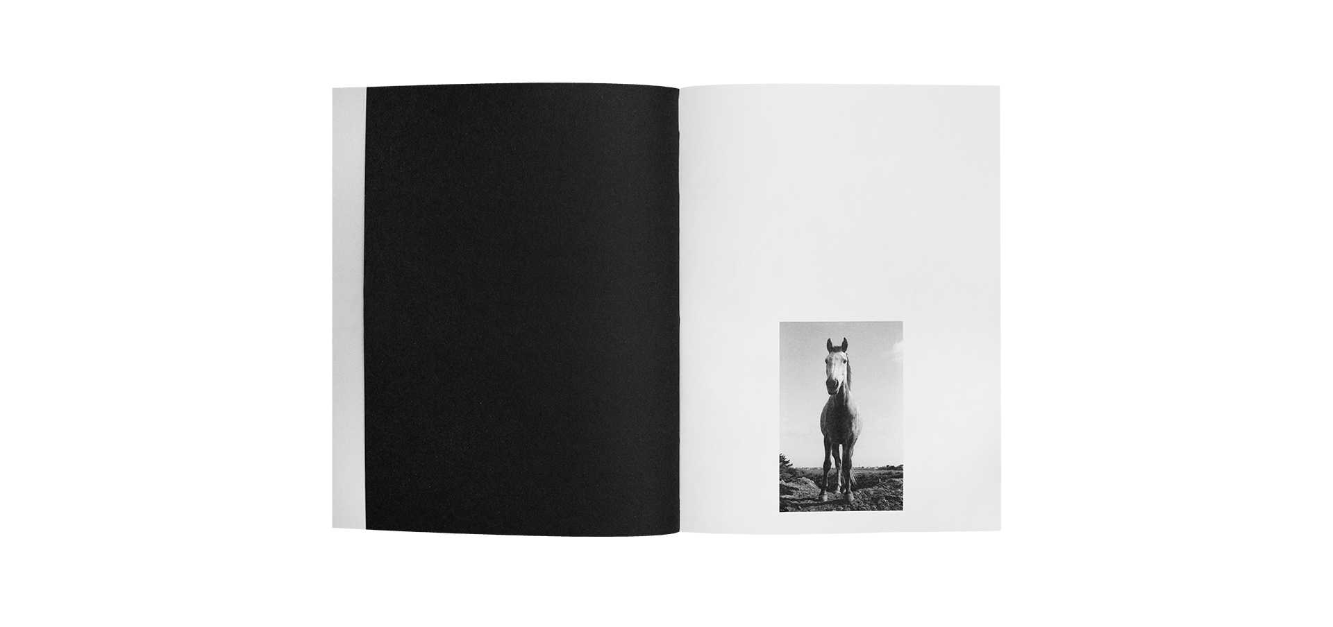 Horses