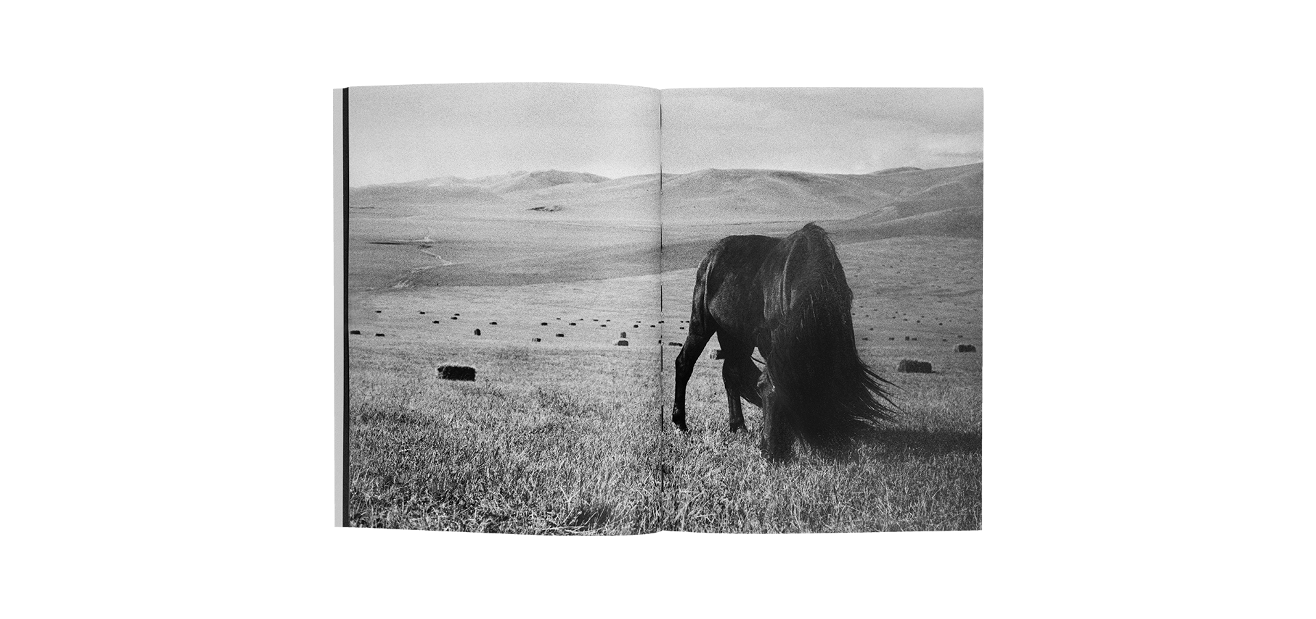 Horses