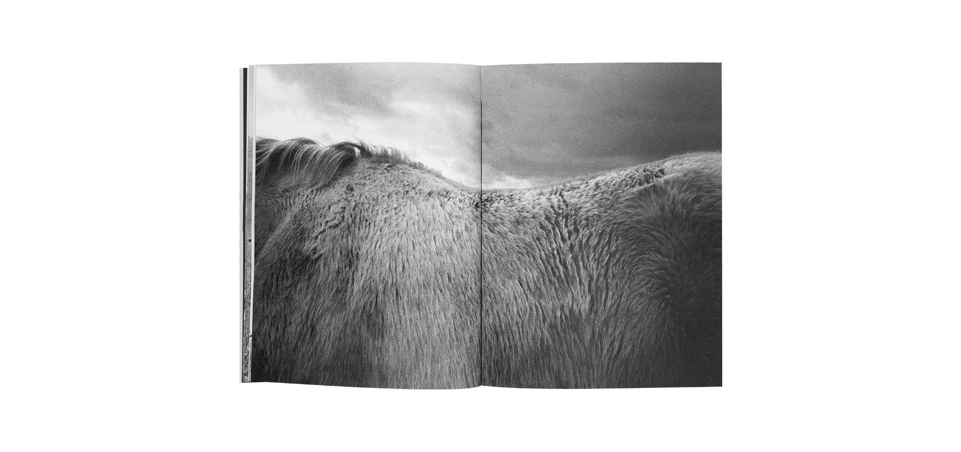 Horses