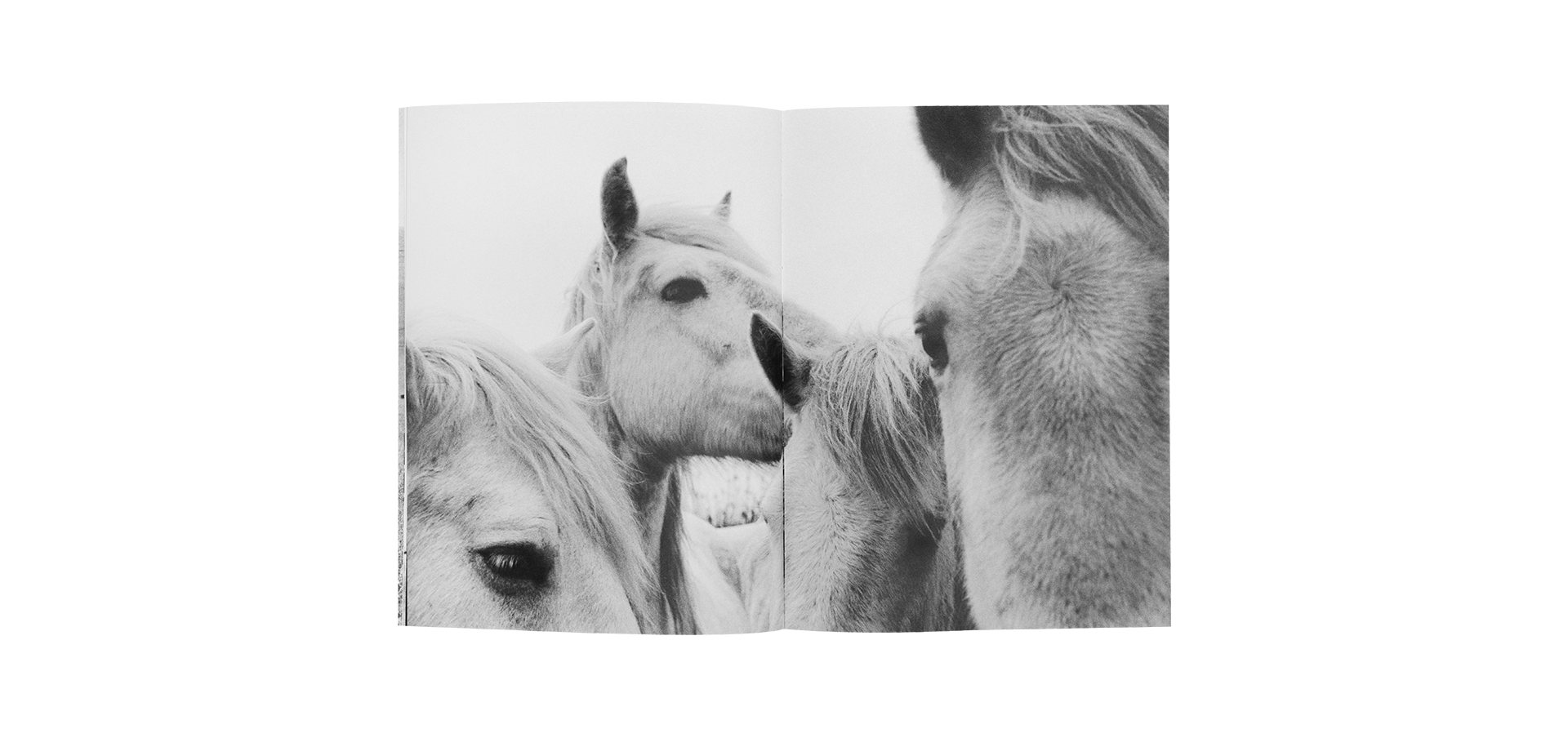 Horses