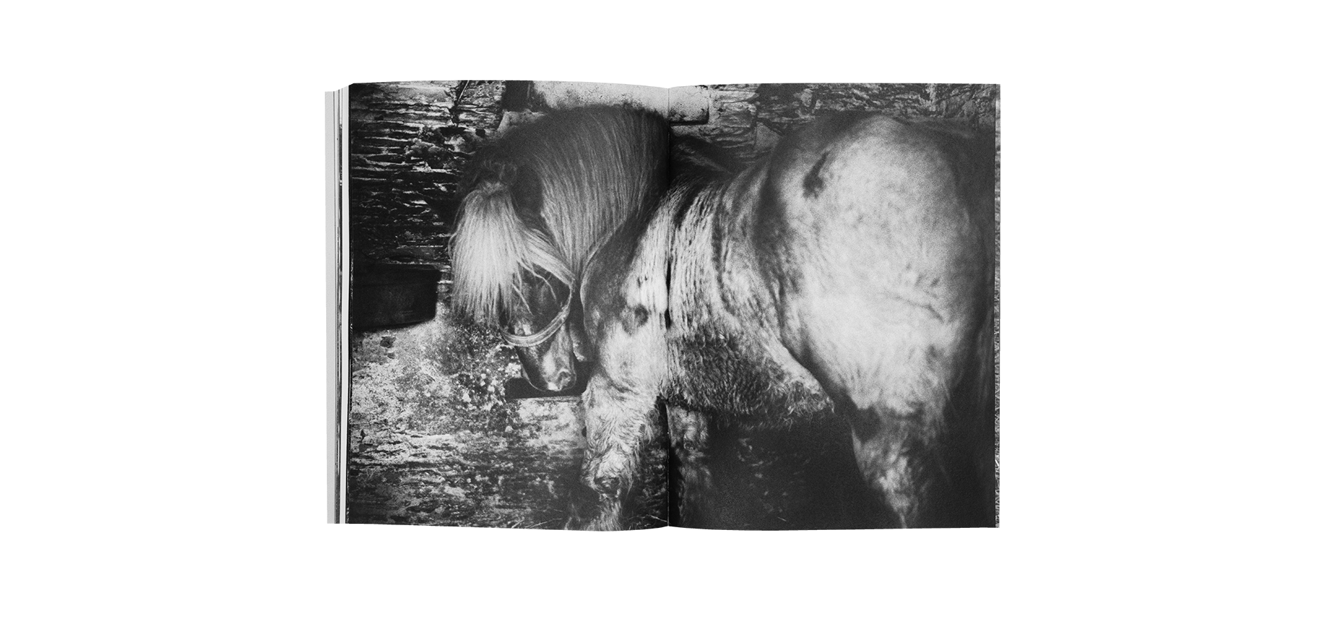 Horses