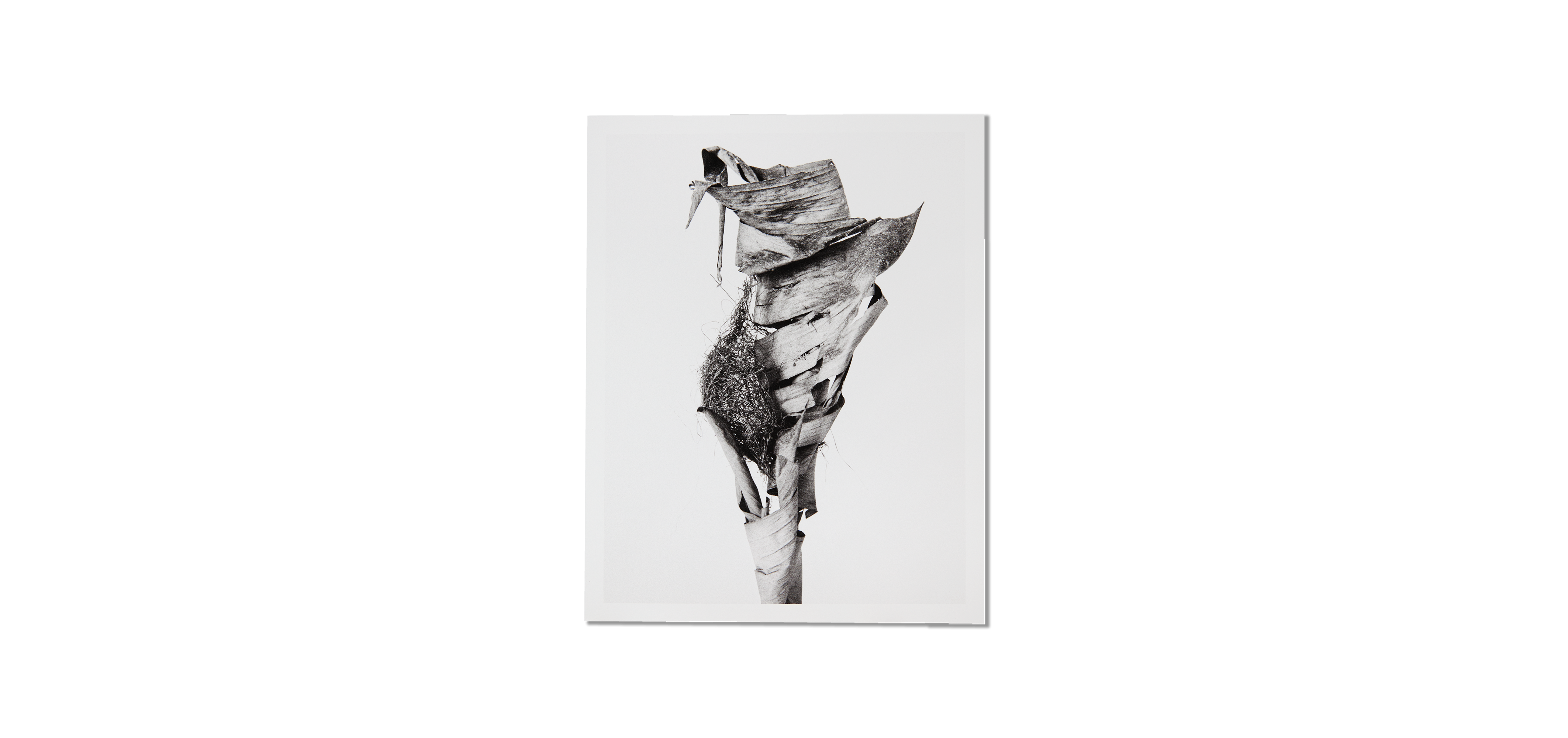 Des oiseaux - Nathalie Baetens - Édition limitée