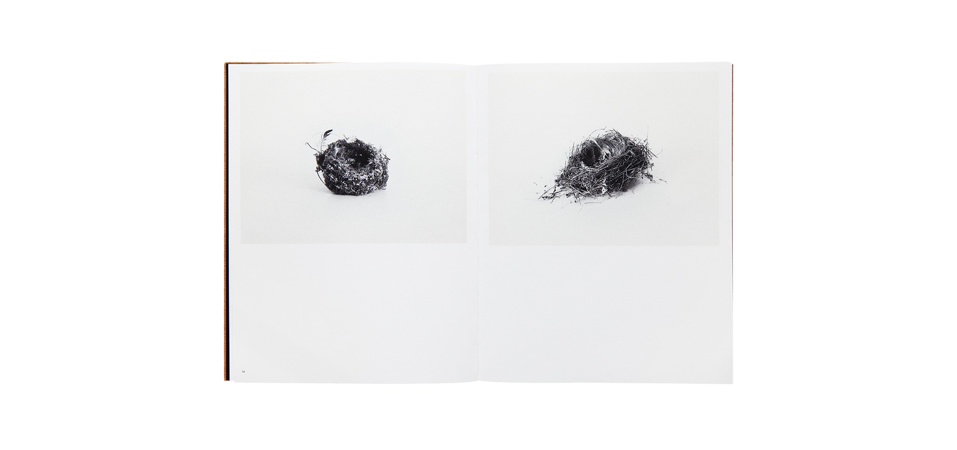 Des oiseaux - Nathalie Baetens - Édition limitée