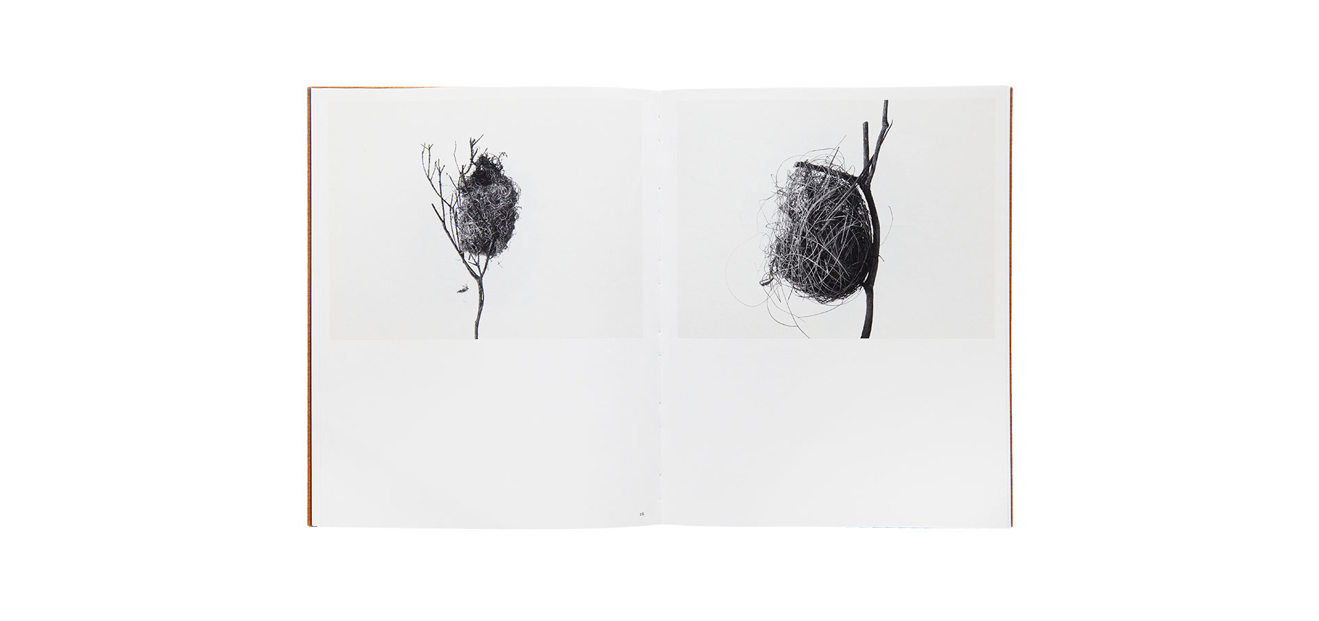 Des oiseaux - Nathalie Baetens