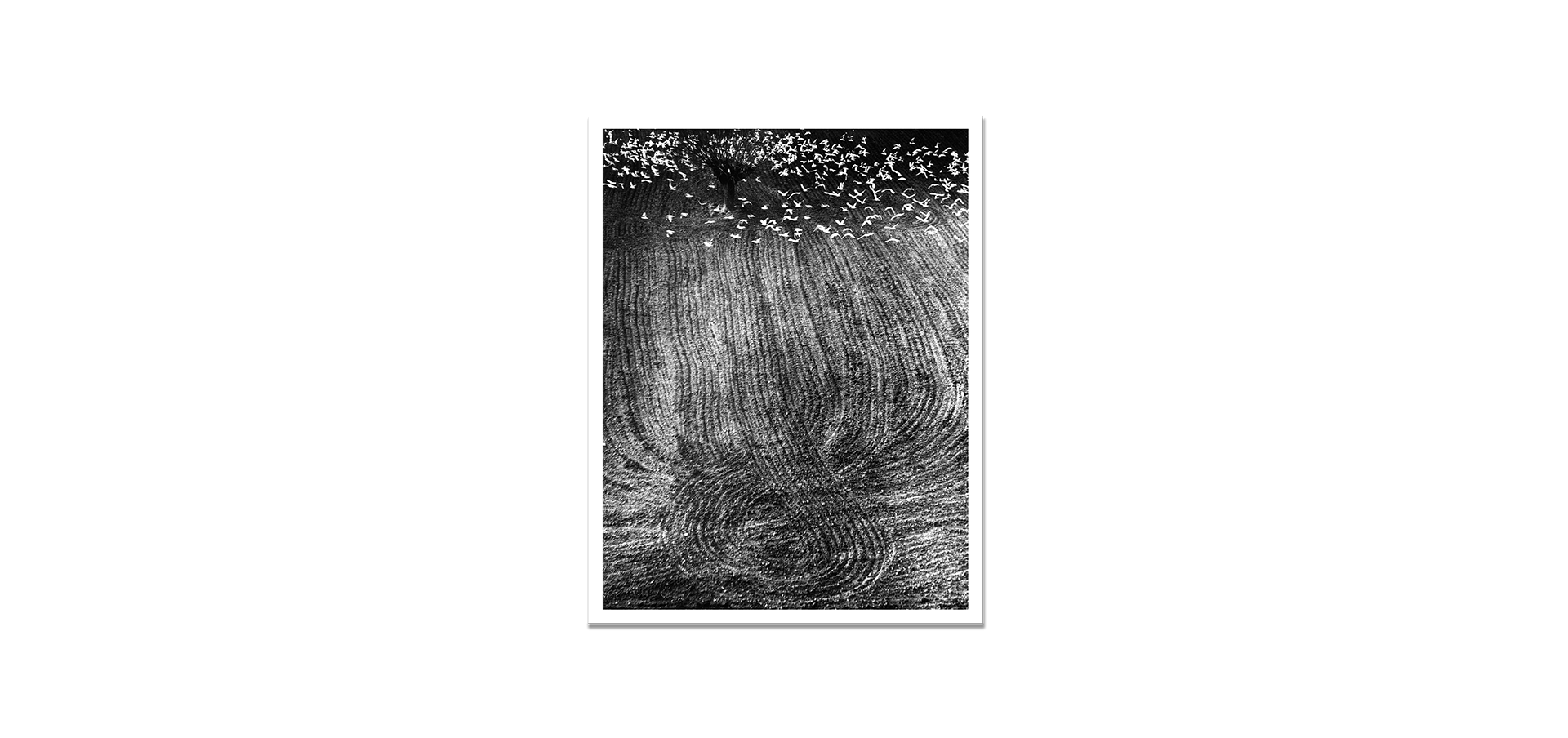 Des oiseaux - Mario Giacomelli - Édition limitée