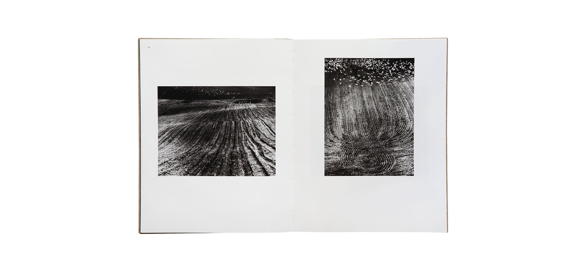 Des oiseaux - Mario Giacomelli