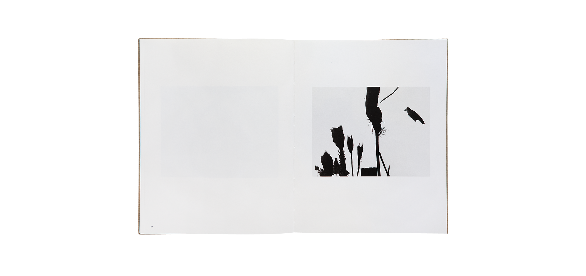 Des oiseaux - Mario Giacomelli