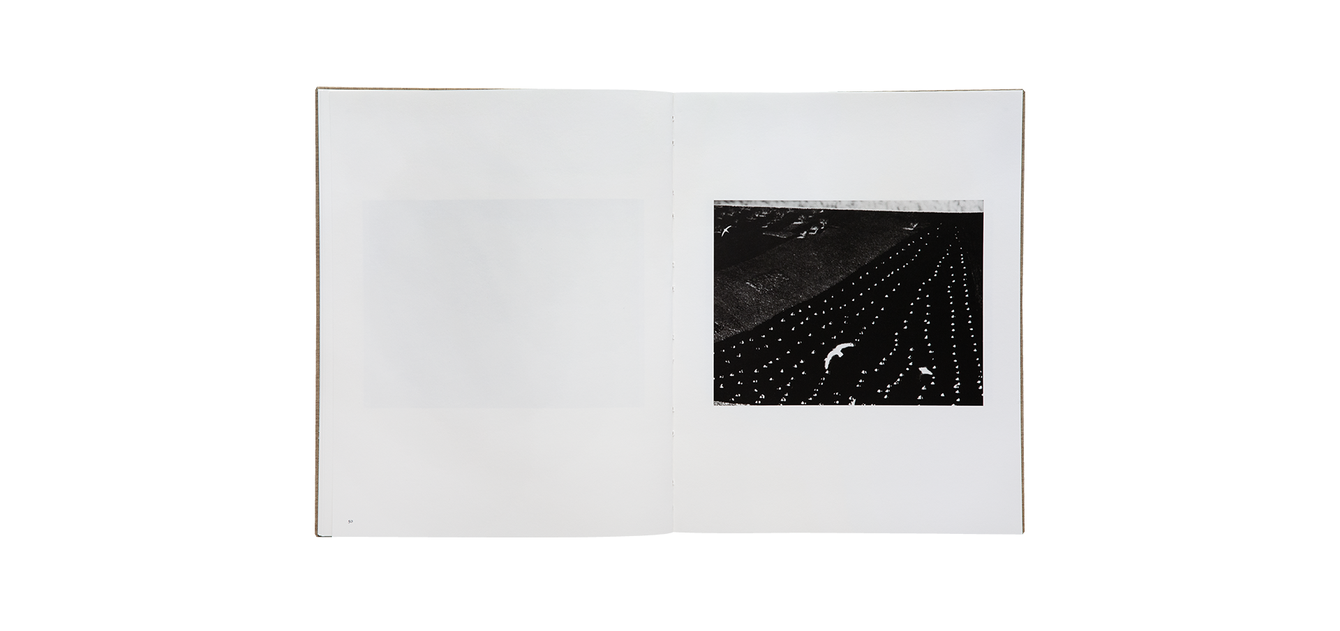 Des oiseaux - Mario Giacomelli