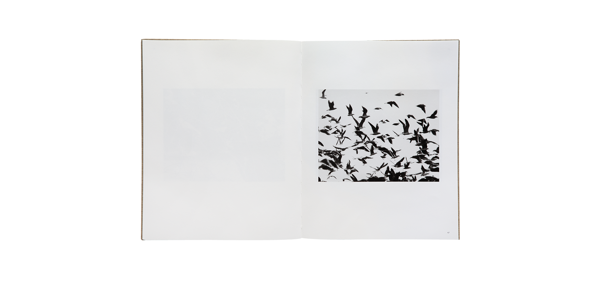 Des oiseaux - Mario Giacomelli - Édition limitée